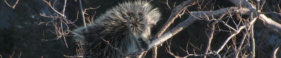 Coryp Photo