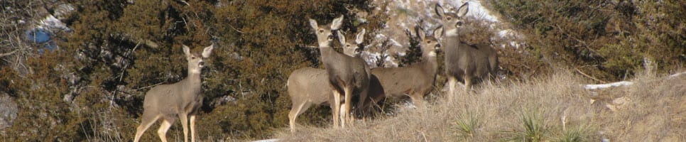 Deer Cp