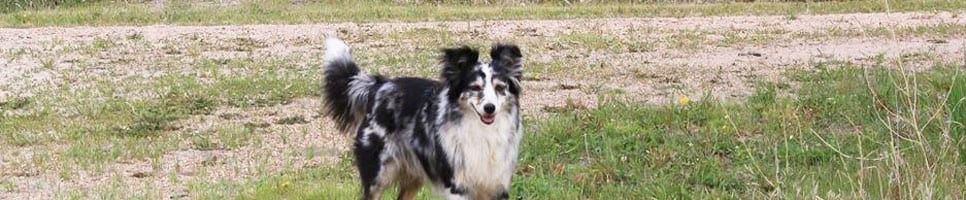 Dog Mast Cp