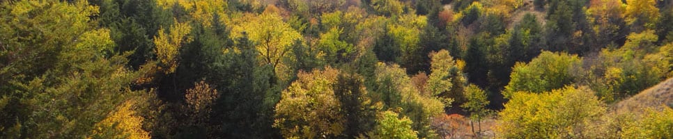 Ffalltrees